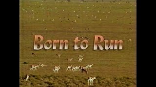 Born to Run (1995)