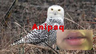 Anipaq   Snowy Owl