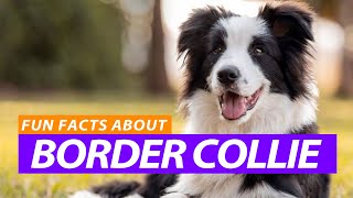 Fun Facts about Border Collie