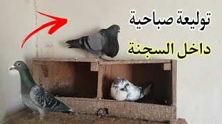 توليعة صباحية داخل السجنة وتحياتي لكم 🙏🙏🕊️🕊️