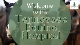 Welcome to the Tennessee Equine Hospital - Overview