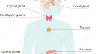 Do you know endocrine glands and their hormones???