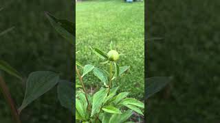 Almost peony time! #garden #peony #gardenwithme #flowers #quietmoments