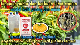 Tanaman subur dan berbuah lebat,hanya bermodal kulit pisang dan micin !! dan 2  bahan lainya