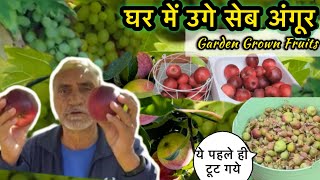 🍏 अपने बगीचे के फल 🍎🍇 Can quality fruits grow at home? British Summers | Fresh Produce| Gardening