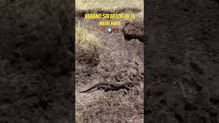 En Kenia también se pueden observar varias especies de reptiles #short #shorts #wild #wildlife #fyp