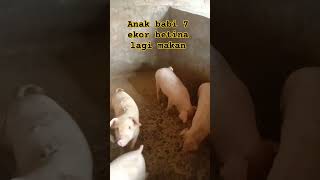 7 ekor babi betina lagi makan