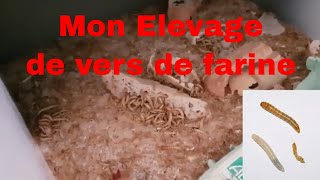 Mon élevage de vers de farine - nourrir les poules