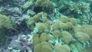 [GuestCamera] - The Ocean is Where We Belong | Scuba Diving in Raja Ampat, Papua