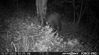 Wild Hogs Scratching on Pine Tar/Mežacūkas kasās