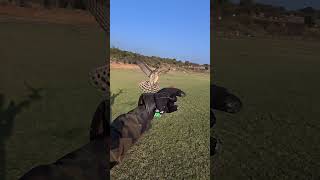 Shikra landing on hand super slowmotion #shorts #abirbirds #birds