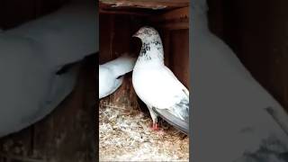 chini pigeon #shorts #viral #kabutar #nafeespigeon