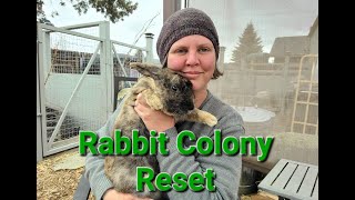 Rabbit Colony Reset