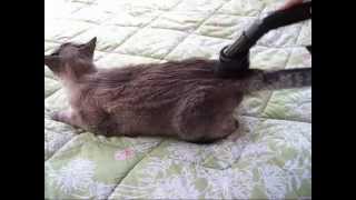 Vacuuming_Cat.wmv