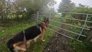 German shepherd on walk. Eros på tur. 23.09.2024. still you tubes most boring video part 2