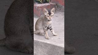 Reckless Cat Walking down the lane