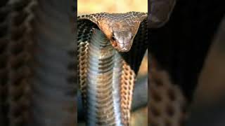 animal facts, king Cobra #shorts  #shortvideo