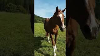 I ❤ Austria - bring some goodies to my horses🐴🍪 #horse #iloveaustria #austria