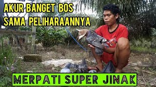 Ini Burung Sama Tuannya Nempel Banget Boss