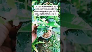 par1 cara membungakan jeruk di pot#berkebun #pertanian #berkebundirumah #berkebundirumah #lebah