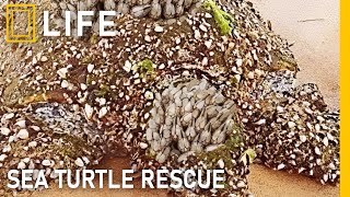 Saving sea turtles in danger and restoring their lives | Animal rescue compilation