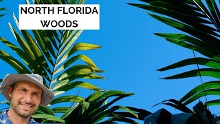 North Florida Woods Land