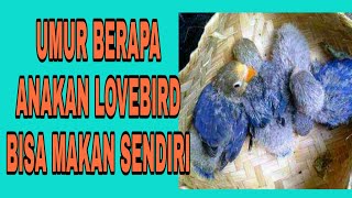 Umur berapa anakan lovebird bisa makan sendiri