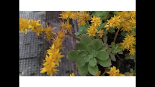 SEDUM (Sedum palmeri)