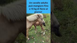 I Cavalli e il Fieno Quanto Mangiano Davvero in un Giorno? #shorts #curiosità #horse#cute #pets