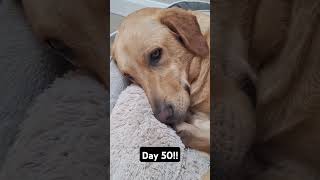 Day 50 until my dog gets 1k subscribers