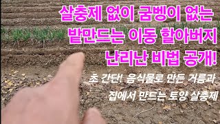 시골할아버지의놀라운농사비법#이것만있으면토양살충제없어도됩니다#토양살충제없이고구마키우는시골할아버지#농사유튜브