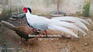 Ayam Silver Pheasant Yang Eksotis