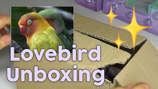 Baby Lovebird Unboxing! Instagram Chooses my New Birds Name