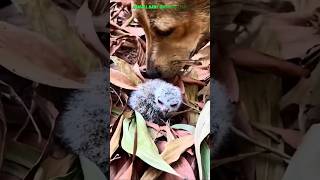 Man Saves Baby Owl from Dog #shorts