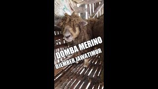 Bokong semok Domba merino kota jember bagian timur