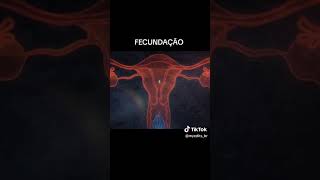 FECUNDAÇÃO.