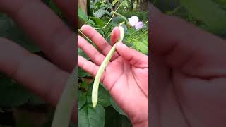 Organic Bodi mero Ghar ma#shorts #organicfarming #shortsvideo