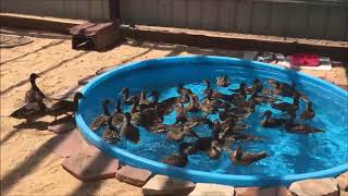 Watch this first group of Mallards explore our new waterfowl enclosure! - August 2017