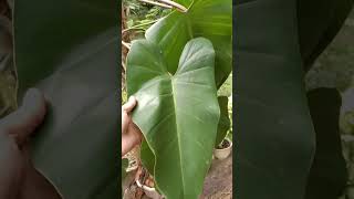 Beautiful Outdoor Plant          #shortvideo #shortsviral