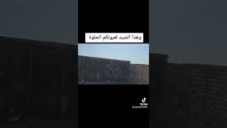 صيد بدرنكه حافيه مجعجله