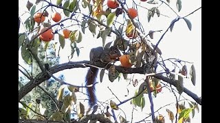 Bird and Squirrel eating persimmon