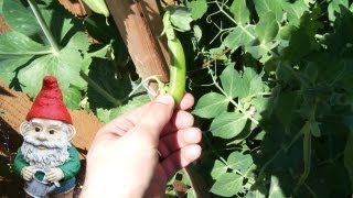 When and How to Harvest Sugar Snap Peas