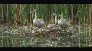 I Spent a Day in the Delta With the World's Best Bird Photographer