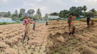 ধান বাঁধছে রকেটের গতিতে। ১ দিনে এভাবেই এক বিঘার বেশি ধানের আটি বাঁধতে পারেন এই শ্রমিকরা। 