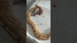 Feeding ball pythons #snake #ballpython #reptiles #vlog #viral