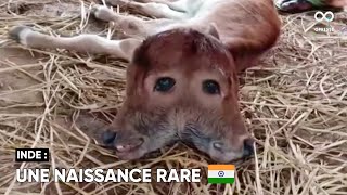 Un veau à deux têtes est récemment né en Inde