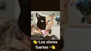 🥥•Cosas que los gatos odian de los humanos•🥥//Milanesa edits 7w7// #shorts