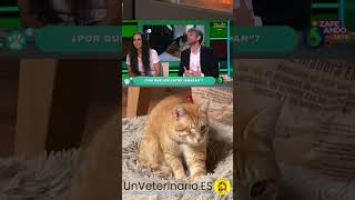 ¿Por qué amasan los gatos?