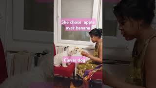 She chose the best and her favourite  fruit #doglover #foodvlog