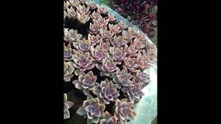 Succulents overload #succulents #landscape  #garden  #best #green #happy #trending #fun